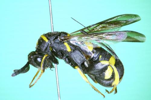 Leucospis dorsigera